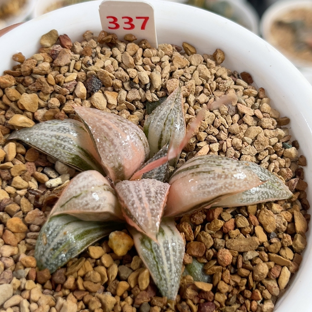 337青蟹锦