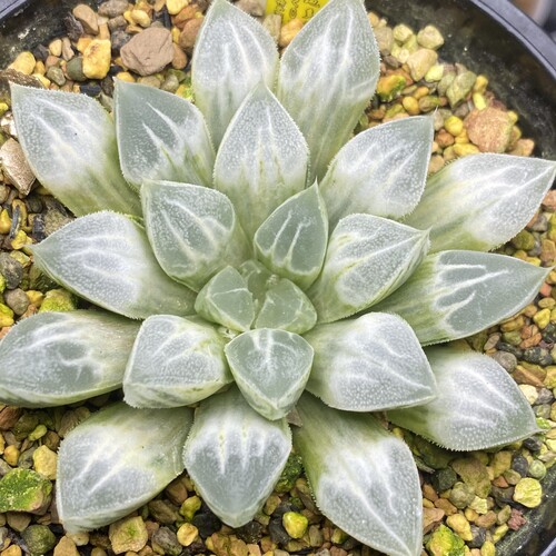 新品爱心寿锦一物一拍瓦苇十二卷多肉植物Haworthia带盆发货