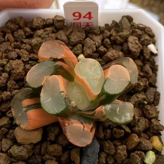 透镜万象锦瓦苇百合科十二卷多肉植物一物一拍带盆发货haworthia