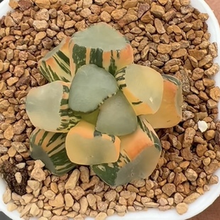 新品 空门万象锦一物一拍瓦苇属百合科十二卷多肉植物haworthia