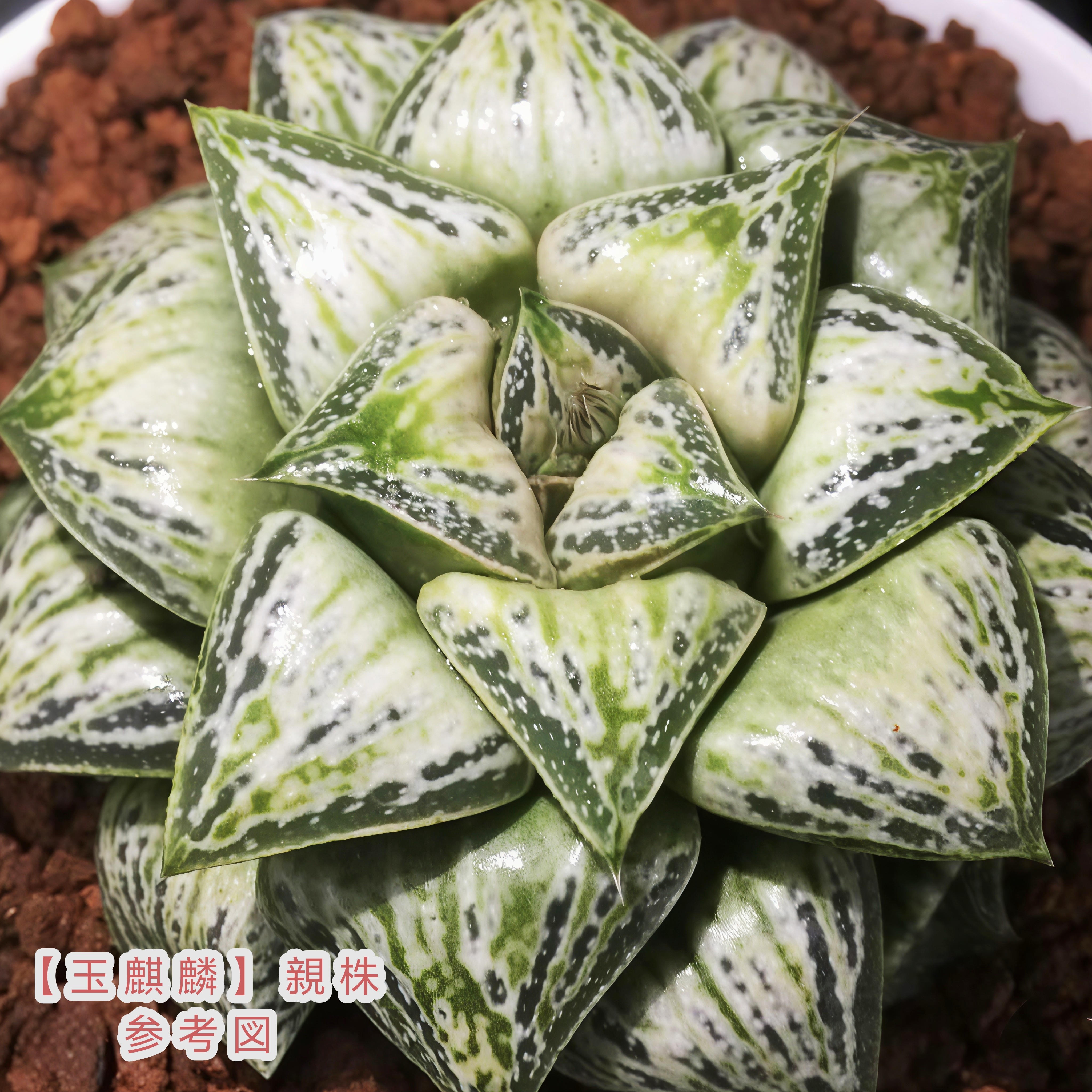 玉麒麟寿瓦苇十二卷多肉植物一物一拍带盆发货包邮Haworthia图片