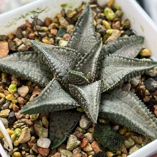新品银狼蛛硬叶十二卷多肉植物一物一拍包邮非偏远地区带盆发货