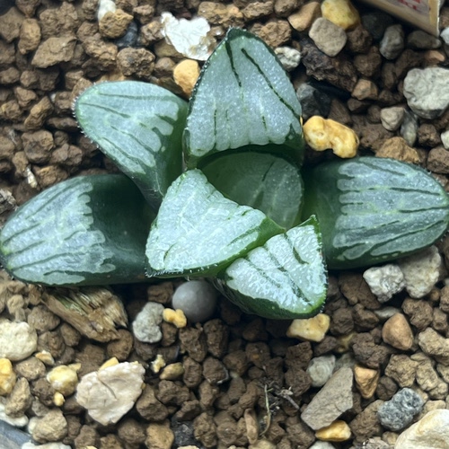 新品白夜实生寿特白窗寿瓦苇十二卷多肉植物一物一拍带盆发货