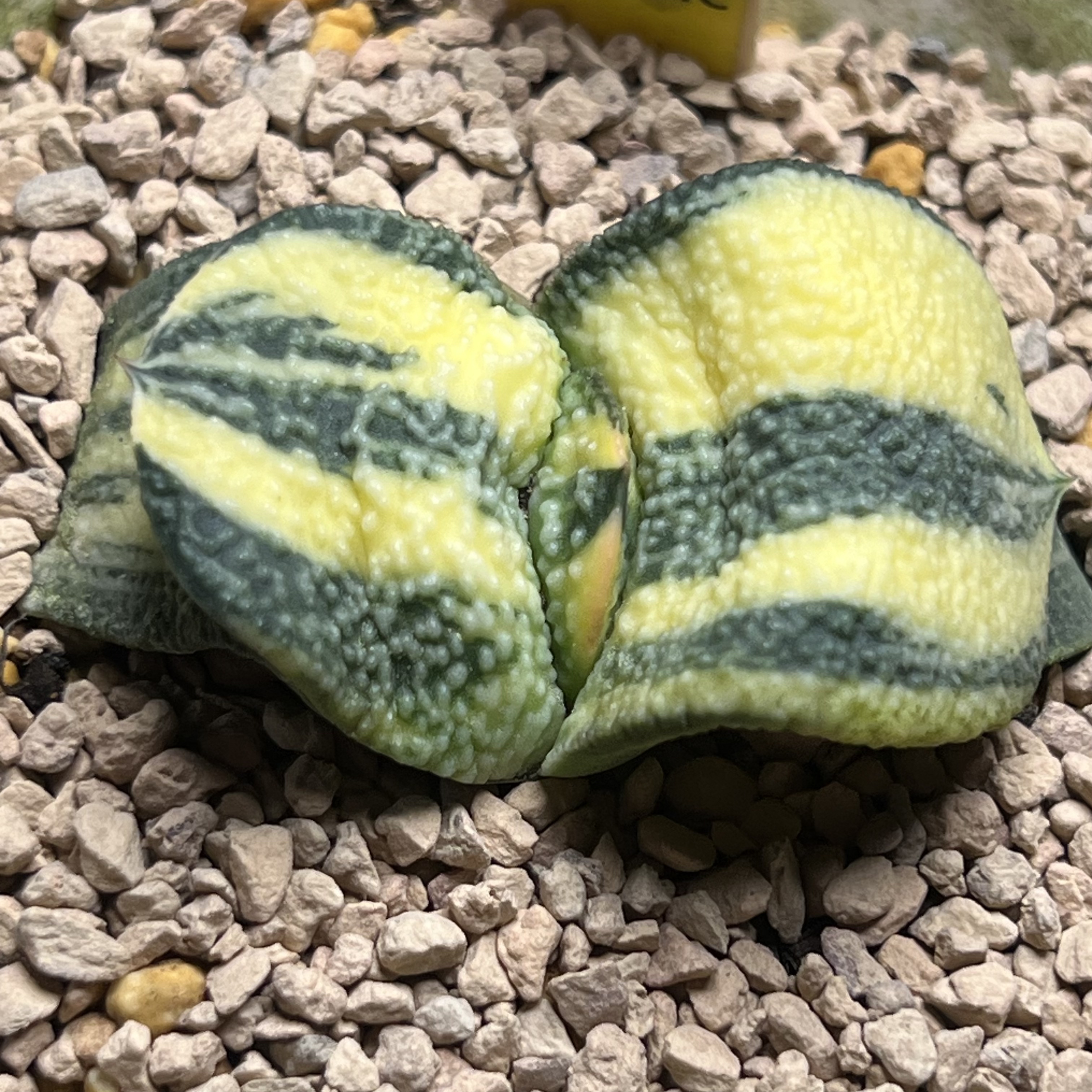 珍珠卧牛锦实生军配卧牛锦一物一拍多肉植物十二卷瓦苇haworthia