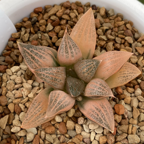 十二卷多肉植物不死鸟