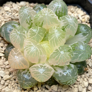 新品塑料皮玉露锦瓦苇十二卷一物一拍多肉植物Haworthia