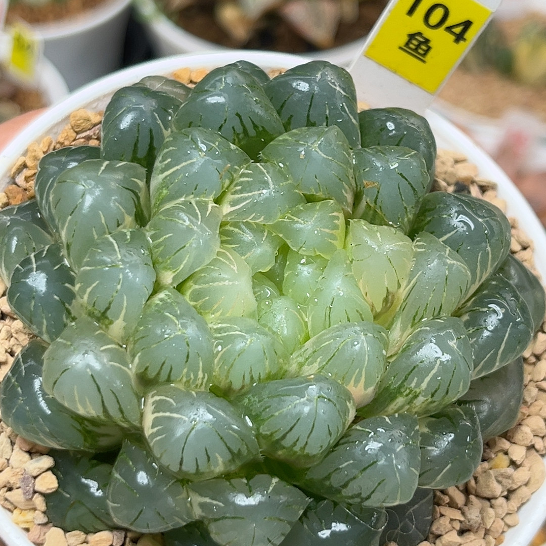 104湖水玉露锦,鲜花速递/花卉仿真/绿植园艺,多肉植物,淘宝优惠券,粉丝福利购,淘宝优惠卷