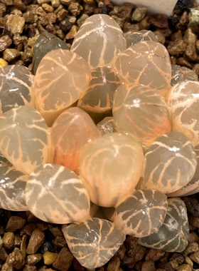 红太阳玉露锦瓦苇十二卷多肉植物实生玉露锦一物一拍Haworthia