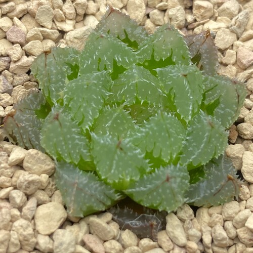 新品玄冰玉露瓦苇十二卷多肉植物一物一拍带盆发货满15包邮