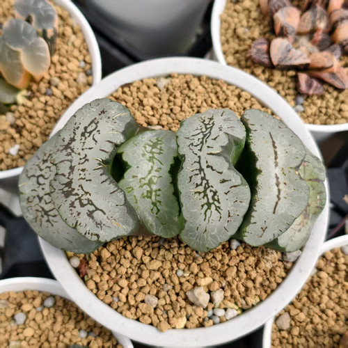 蓝翼玉扇大型厚叶绿纹玉扇瓦苇十二卷多肉植物一物一拍Haworthia