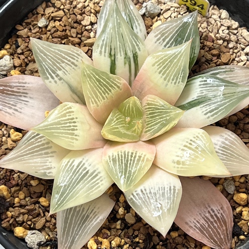 新品三仙寿变异锦一物一拍瓦苇十二卷多肉植物万象玉扇Haworthia