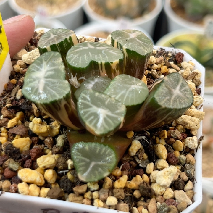 24玉龙万象,鲜花速递/花卉仿真/绿植园艺,多肉植物,淘宝优惠券,粉丝福利购,淘宝优惠卷