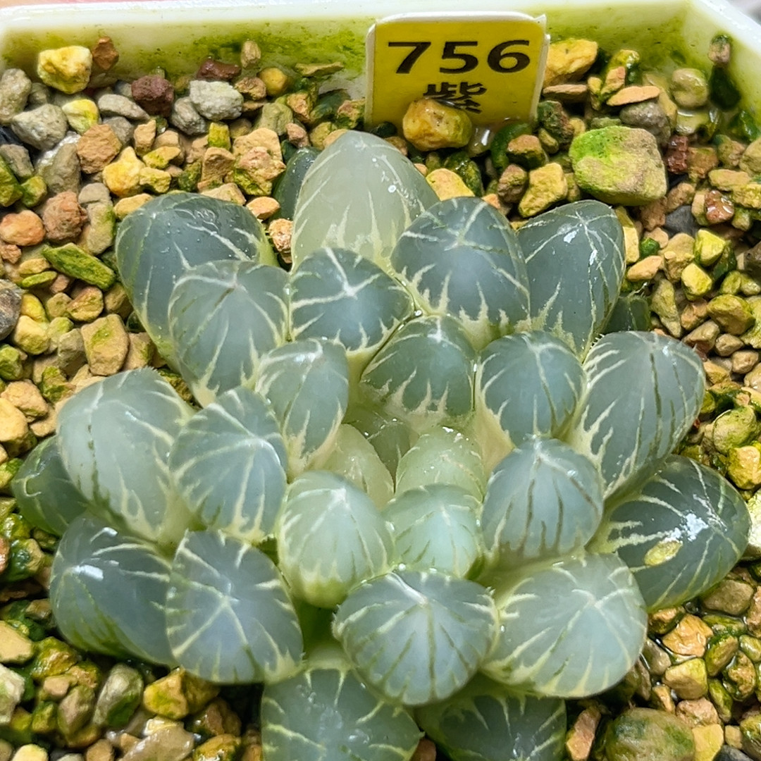 756白糊斑霓虹灯,鲜花速递/花卉仿真/绿植园艺,多肉植物,淘宝优惠券,粉丝福利购,淘宝优惠卷