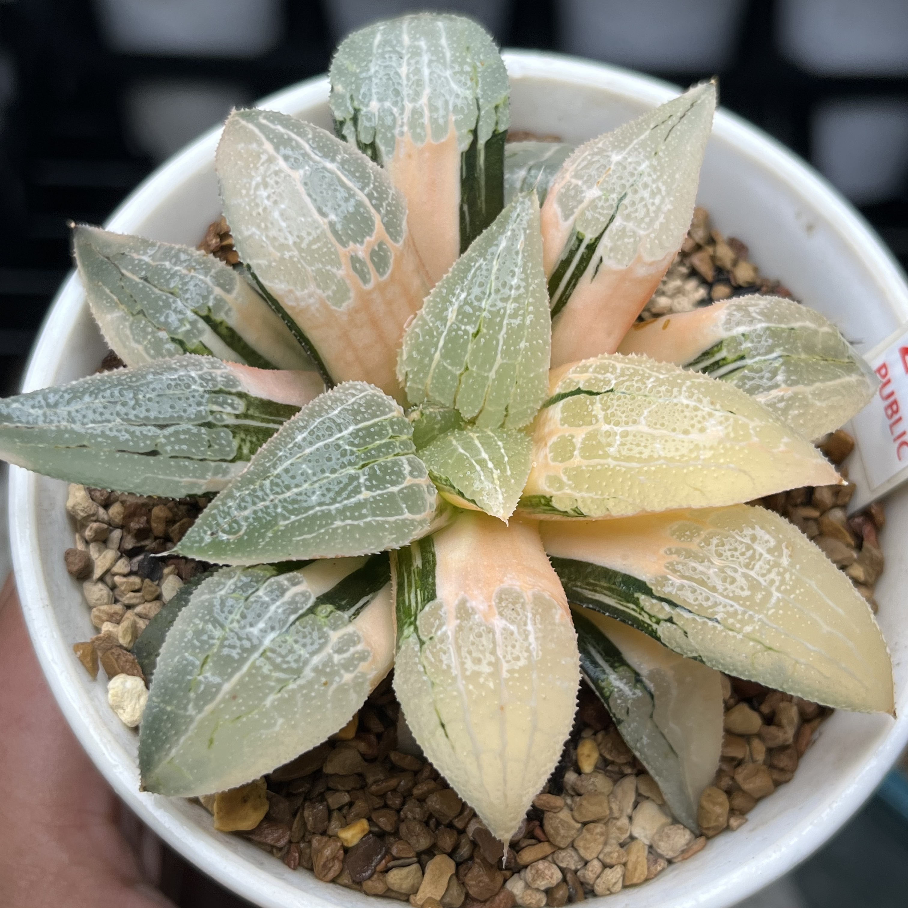 216号精品高端【实生寿锦】瓦苇十二卷多肉植物一物一拍Haworthia