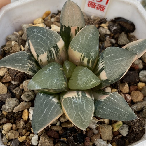 和田玉克锦克里克特瓦苇十二卷多肉植物一物一拍十二卷Haworthia