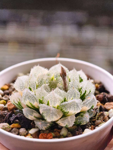新品玄冰玉露锦多肉植物瓦苇十二卷一物一拍Haworthia
