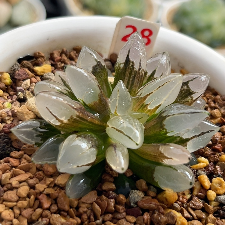 28子弹头锦,鲜花速递/花卉仿真/绿植园艺,多肉植物,淘宝优惠券,粉丝福利购,淘宝优惠卷