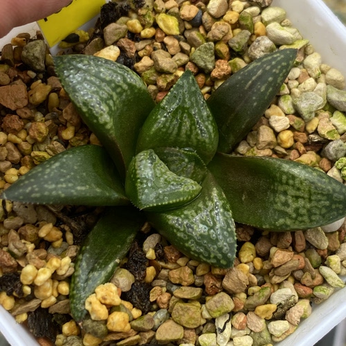 新品绿狼交种寿瓦苇十二卷多肉植物一物一拍带盆发货Haworthia