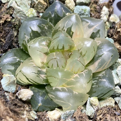 水中月玉露锦冰灯玉露锦瓦苇十二卷多肉植物一物一拍Haworthia