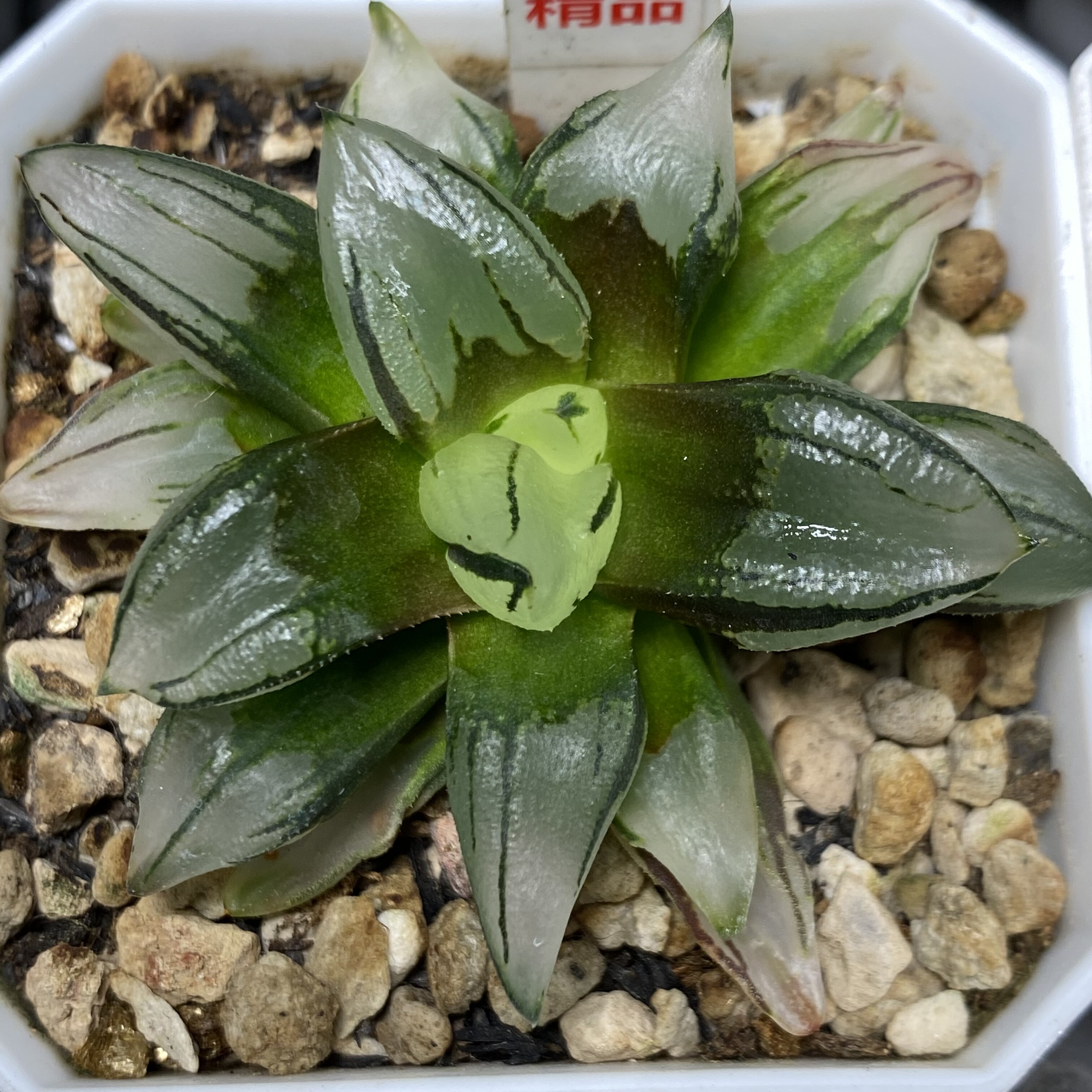 新品西瓜变异瓦苇十二卷多肉植物一物一拍带盆发货包邮haworthia