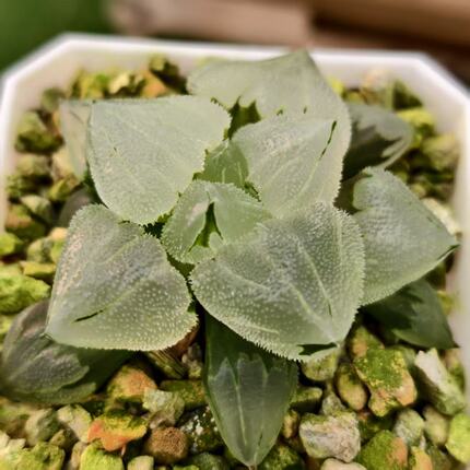 新品全窗冰玉鸾寿十二卷多肉植物万象玉露一物一拍瓦苇haworthia