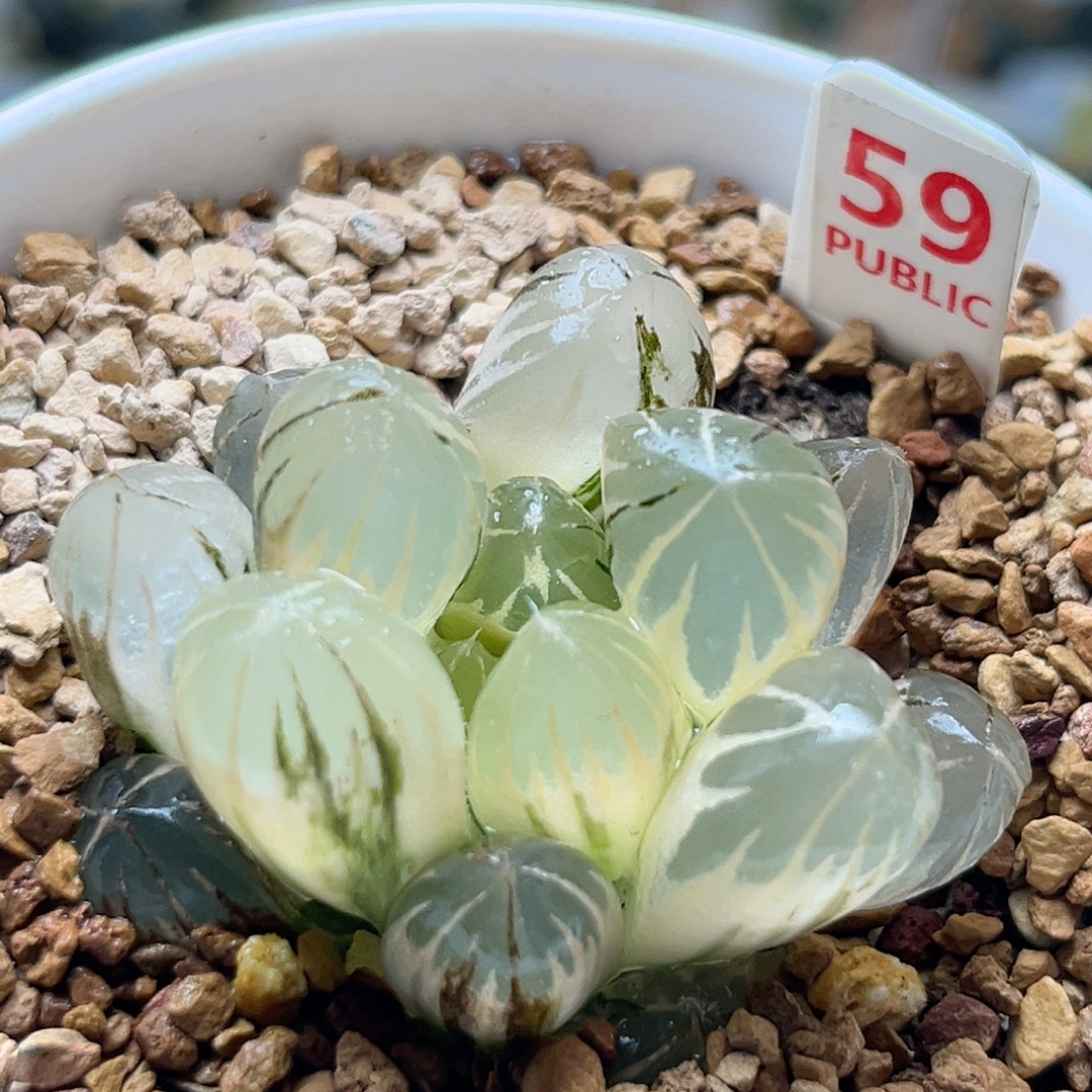 59糊斑水晶玉露锦,鲜花速递/花卉仿真/绿植园艺,多肉植物,淘宝优惠券,粉丝福利购,淘宝优惠卷