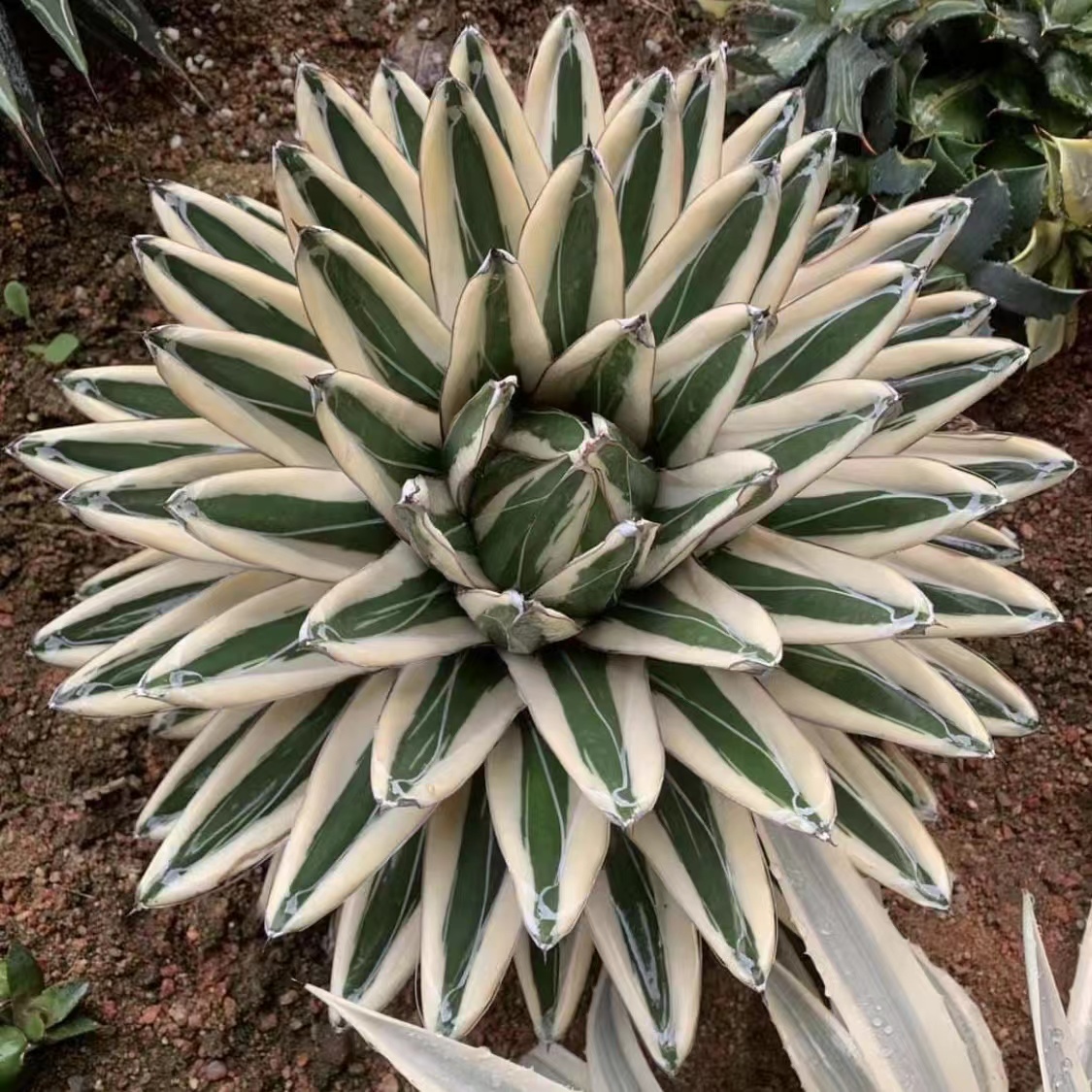 冰山锦龙舌兰锦笹之雪底座苗非组培侧芽上盆有根脱土发haworthia