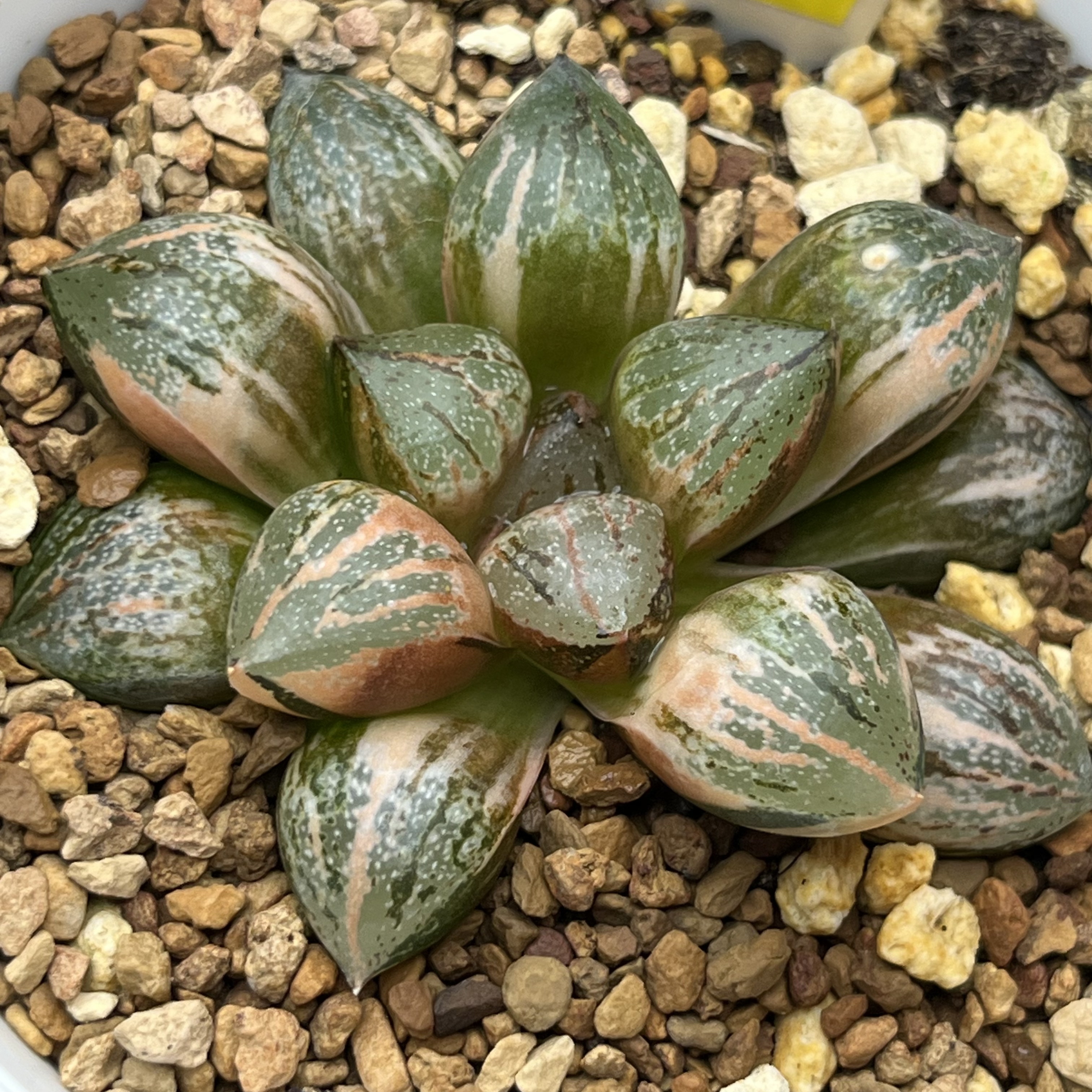 银叶之前锦多肉植物一物一拍瓦苇十二卷寿锦Haworthia