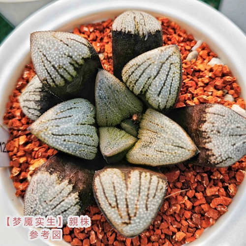 梦魇实生寿瓦苇十二卷多肉植物一物一拍带盆发货包邮Haworthia