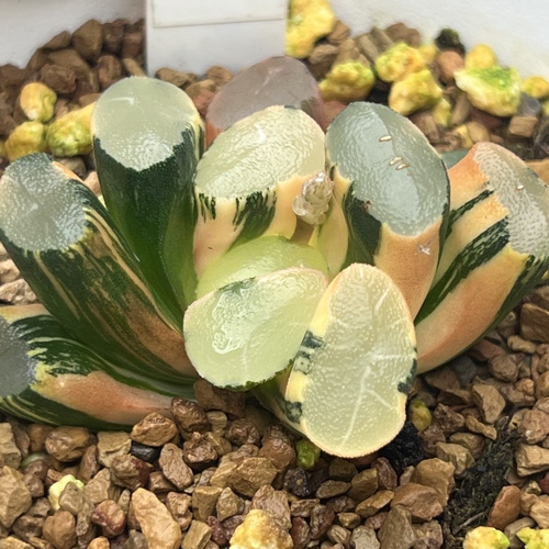 透镜万象锦莱茵湖万象锦瓦苇十二卷多肉植物一物一拍Haworthia