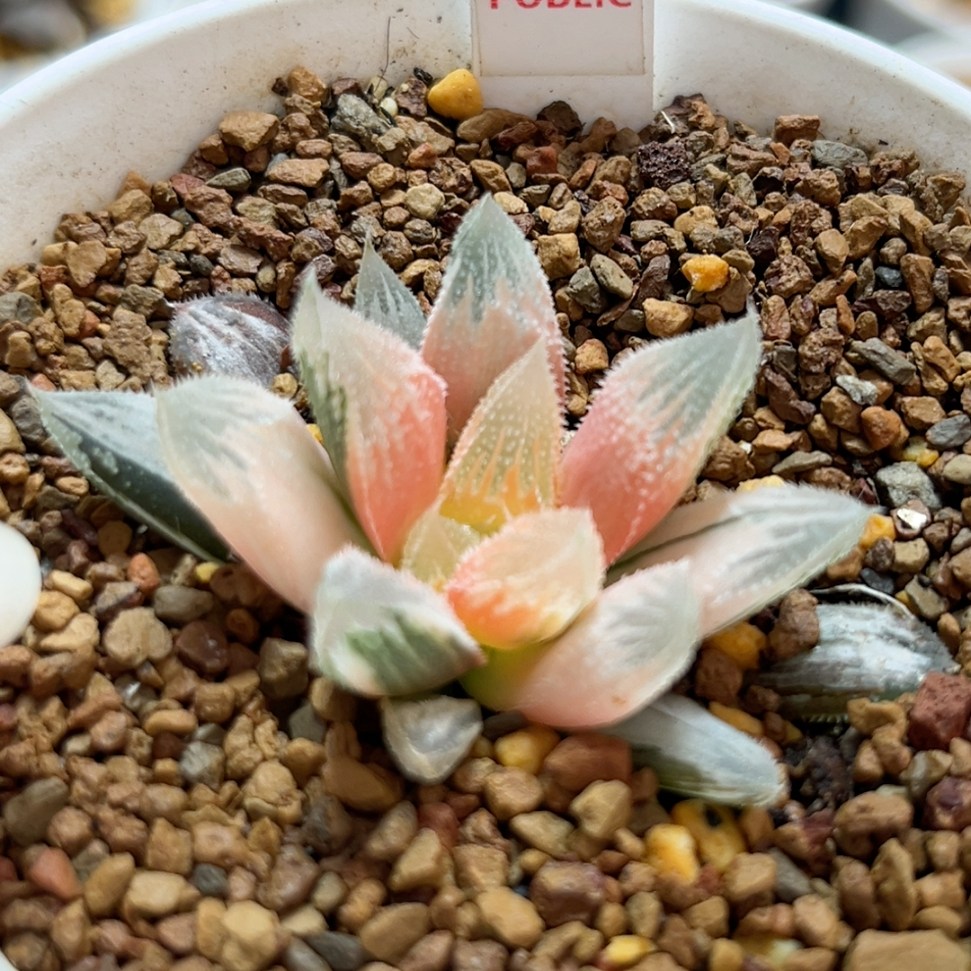 792糊斑白帝城锦