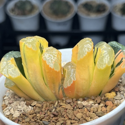 北斋玉扇锦荒肌赤斑玉扇锦十二卷多肉植物一物一拍haworthia
