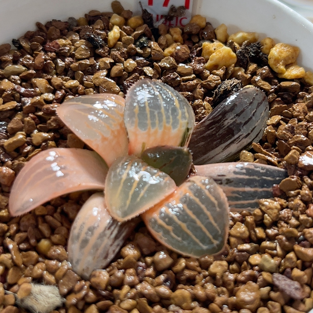 171糊斑亲指姬锦,鲜花速递/花卉仿真/绿植园艺,多肉植物,淘宝优惠券,粉丝福利购,淘宝优惠卷