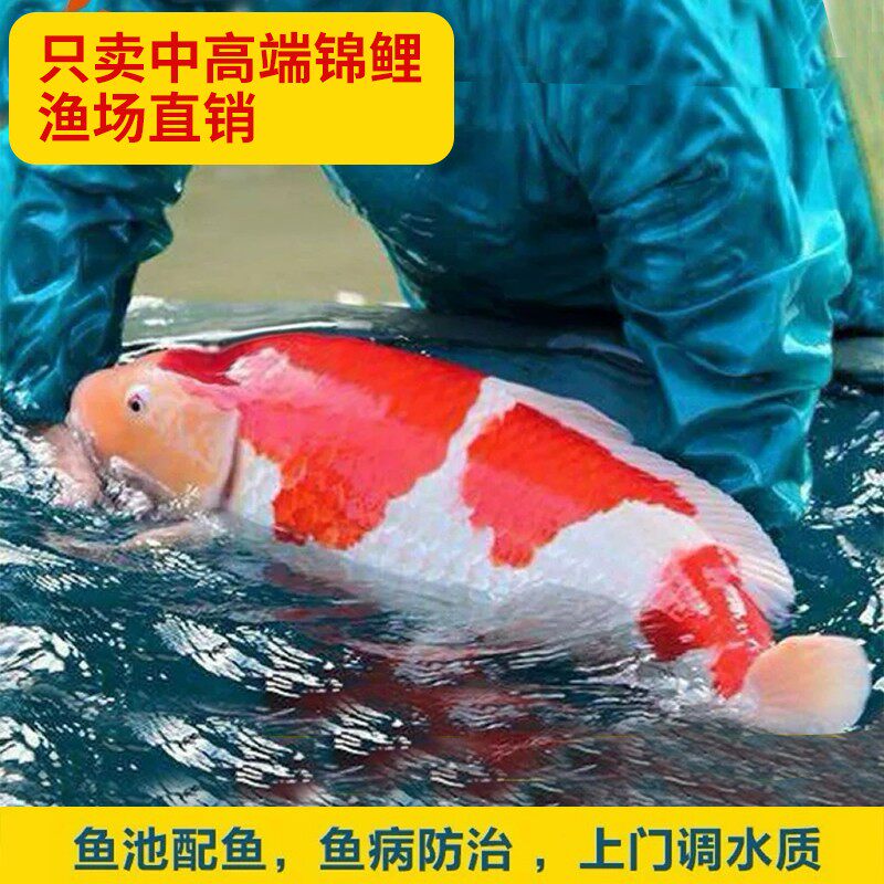 锦鲤观赏鱼活体大鱼丹顶日本纯种锦鲤大型红白锦鲤昭和三色锦鲤鱼