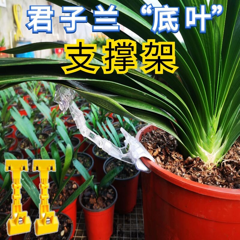 君子兰矫正器叶片支架扶正器整形固定器整形修型固定矫正线遮光板
