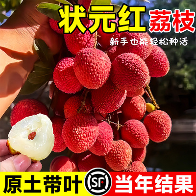 状元红荔枝苗树新品种仙桃糯米滋无核果树盆栽地载南北方当年结果