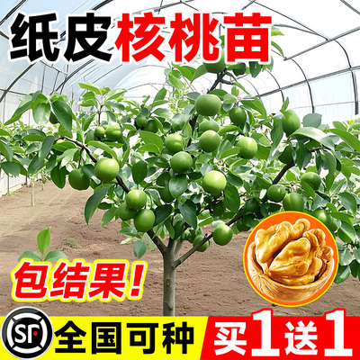 核桃树果苗北方新品种嫁接苗薄皮特大核桃树苖南四季种植当年结果