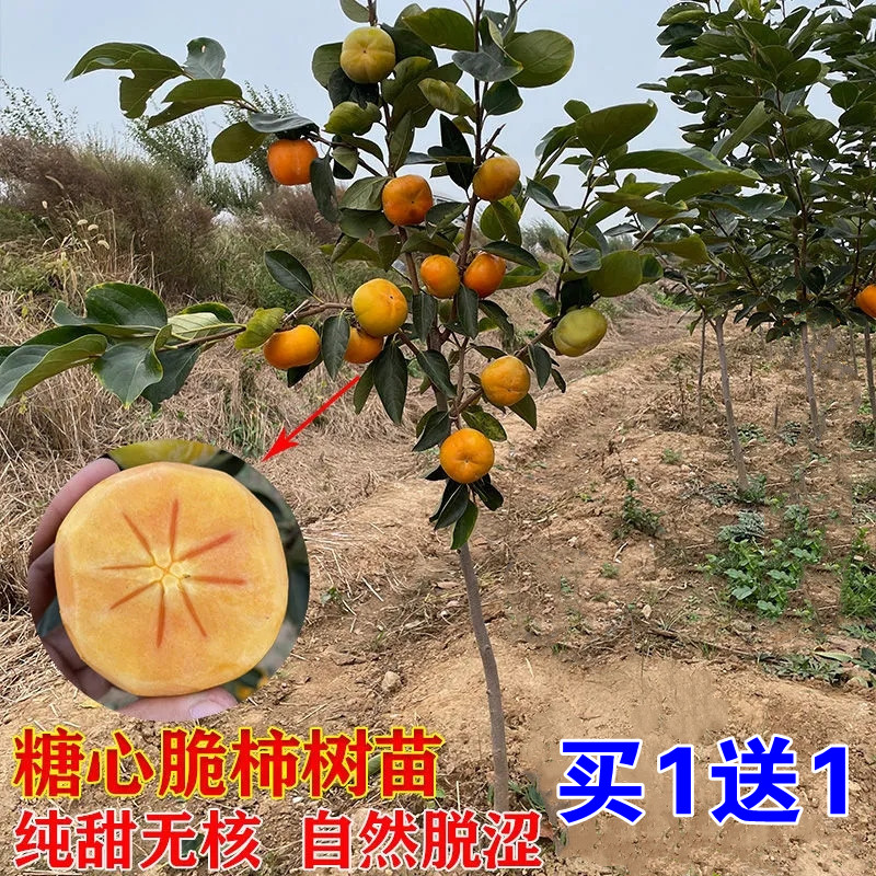 甜脆柿子苗树嫁接黑柿树火晶水果磨盘日本脆甜庭院果树柿子树果苗