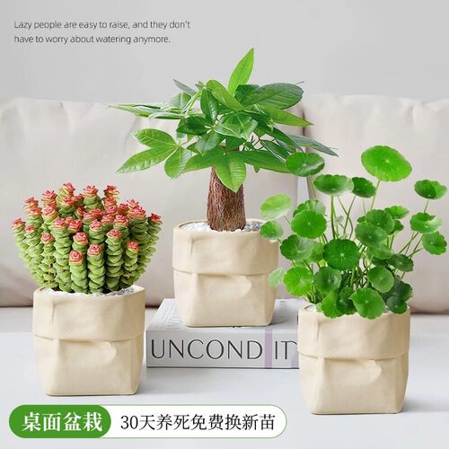 ins风绿植小盆栽办公室内桌面放青松植物发财树四季常青懒人好养