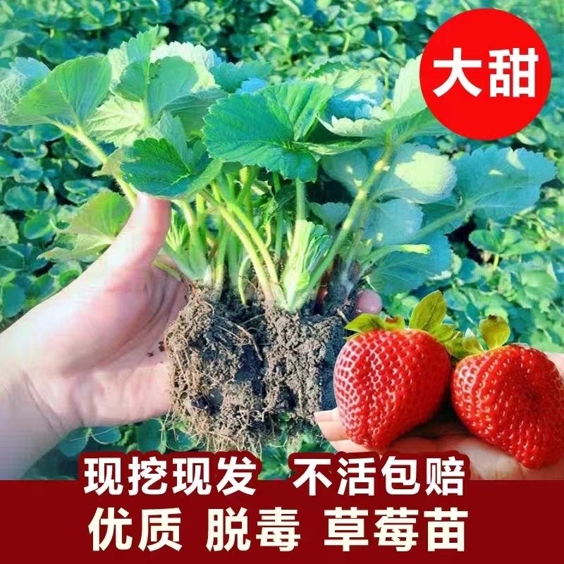 草莓秧苗四季草莓盆栽家庭阳台种植奶油天使地栽果树苗当年结果
