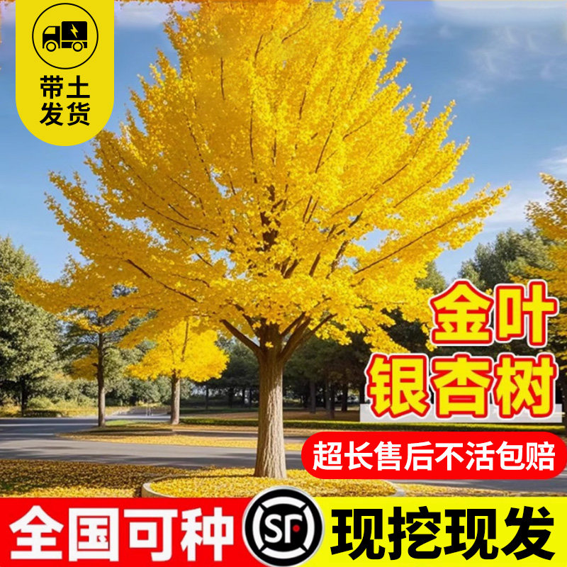 银杏树苗早金绿叶庭院别墅大型绿化风景树盆栽行道树南北方可种植