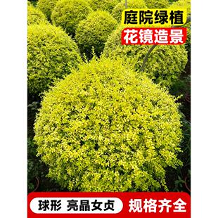 亮晶女贞球塔形棒棒糖形多球造型树别墅庭院花镜植物四季常青易养