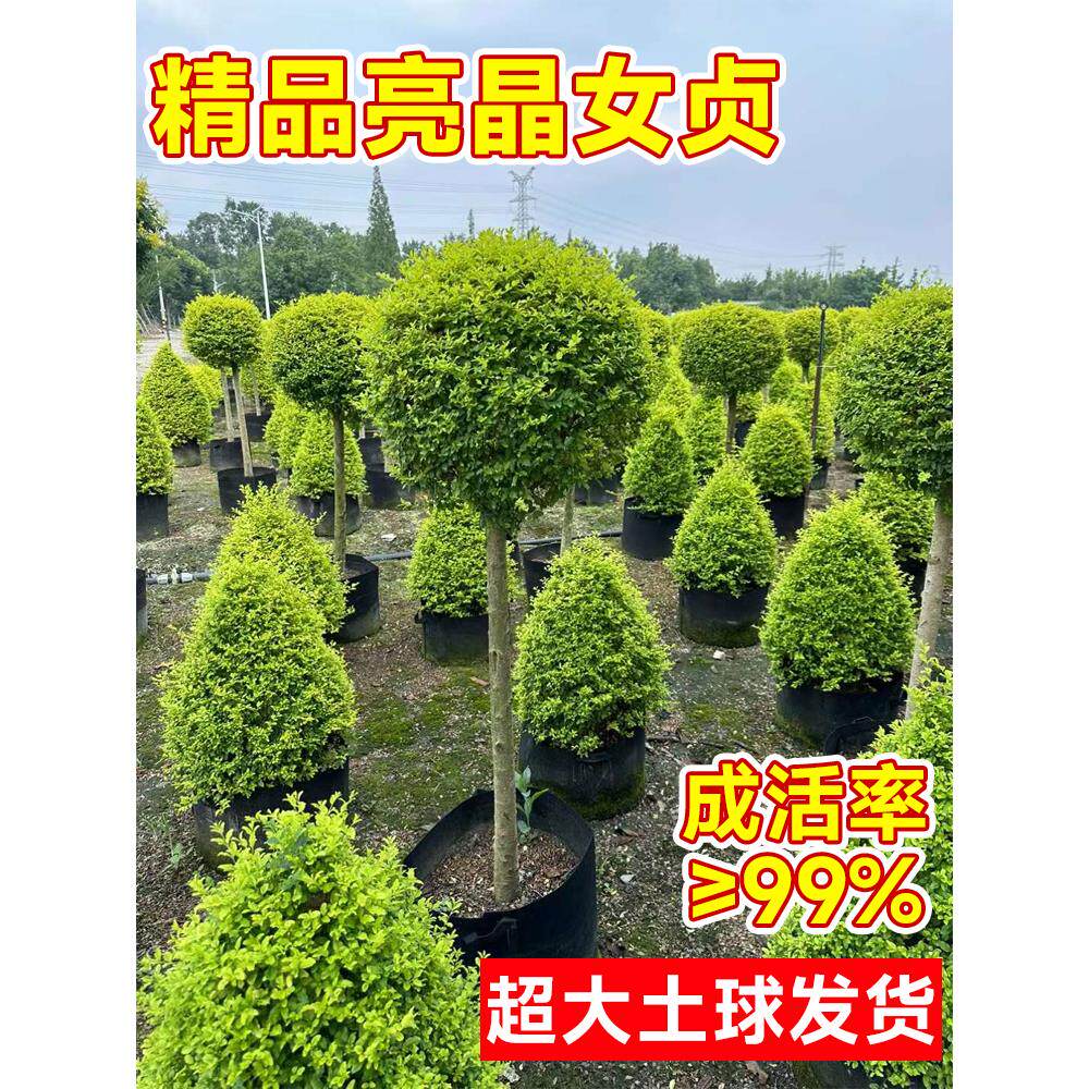 球形亮晶女贞棒棒糖小叶多头造型树别墅庭院观赏花镜景观植物造景