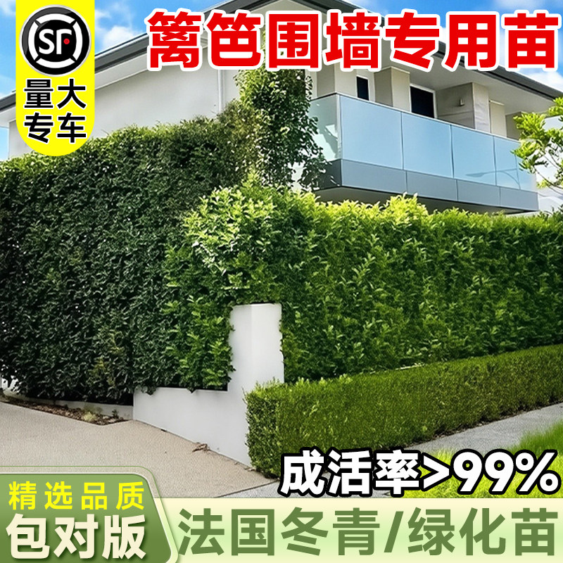 冬青树苗法国北海道冬青黄杨篱笆墙庭院围墙四季常青耐寒绿化苗木