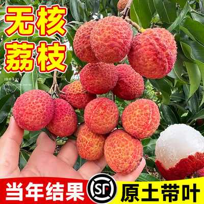 桂味荔枝苗树新品种仙桃糯米滋妃子笑果树盆栽地载南北方当年结果