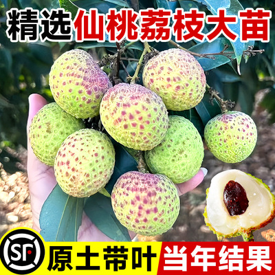 仙桃荔枝苗树新品种桂味糯米滋妃子笑果树盆栽地载南北方当年结果