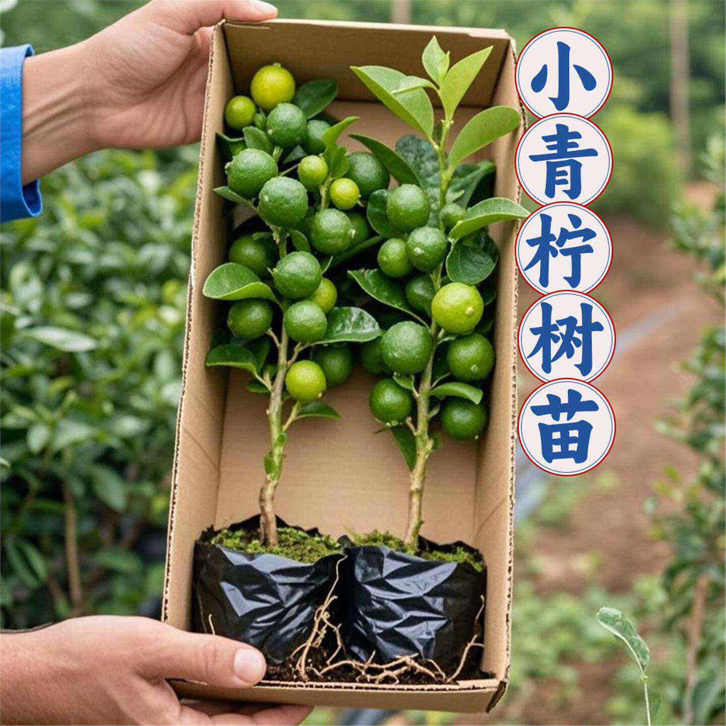 海南小青柠树苗带果盆栽可食用树苗柠檬树苗盆栽耐寒南方北方可种