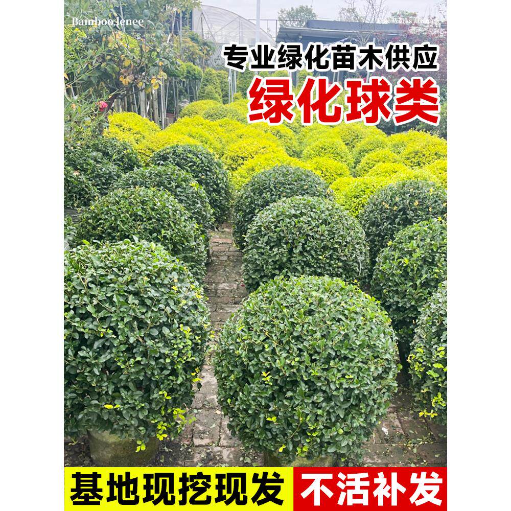红花继木球红叶石楠球树苗冬青黄杨金森女贞海桐球庭院工程绿化苗