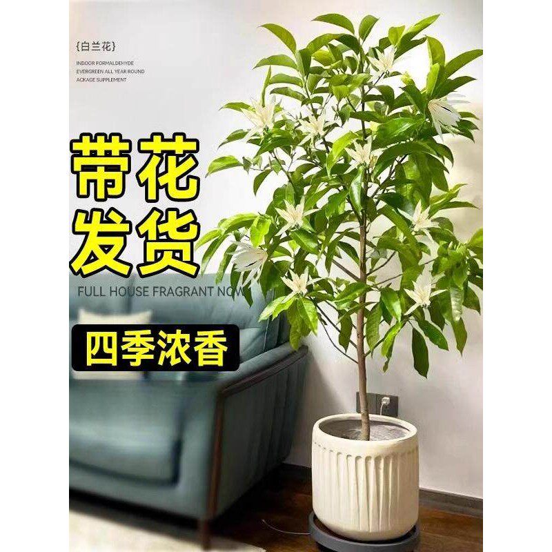 白兰花盆栽玉兰花树苗带花苞黄兰阳台庭院浓香型花卉四季花卉植物