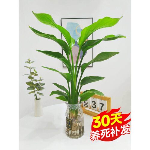 水培天堂鸟植物ins风桌面小绿植鲜活鹤望兰盆栽绿植室内客厅花卉